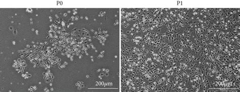 The Isolation And Characterization Of Rat Mandible Derived Bmmscs Download Scientific Diagram