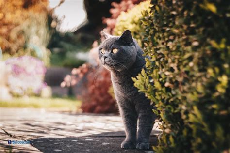 Comment Emp Cher Les Chats De Venir Dans Mon Jardin Bricolons