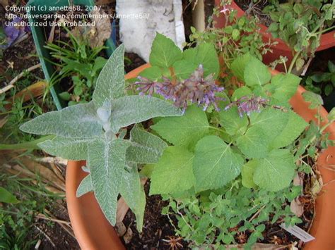 Perennials Salvia Judaica Judean Sage 1 By Annette68