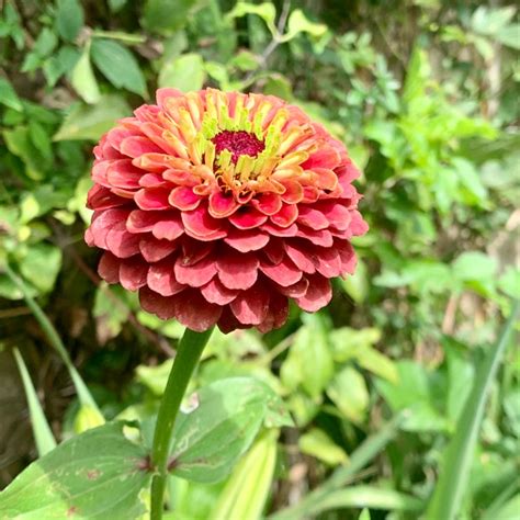 Zinnia Elegans Queen Lime Red Queen Series Zinnia Queen Lime Red