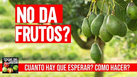 Por qué tu Aguacate no da frutos Cuanto demora el aguacate en dar