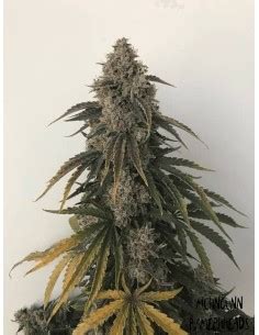 Mephisto Genetics Seeds Rabatt Auf Dein Saatgut