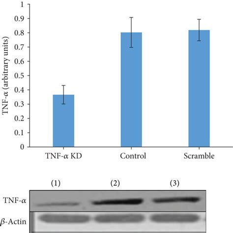 Reduction Of Tnf Expression In Hepg Cells Following Transfection