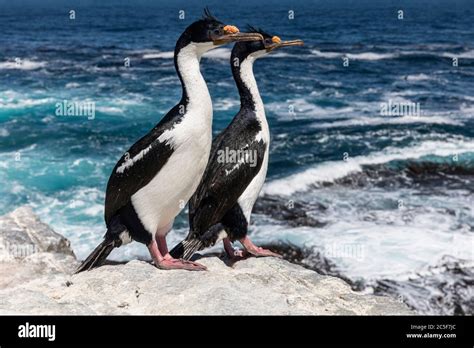 Imperial Cormorant Hi Res Stock Photography And Images Alamy