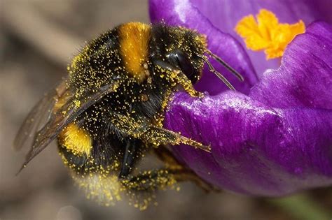 Insect Pollination