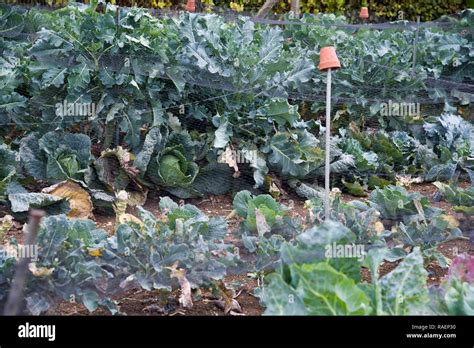 Allotment Pests Hi Res Stock Photography And Images Alamy