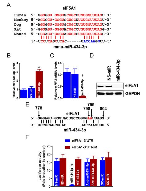 Microrna P Regulates Age Related Apoptosis Through Eif A In The