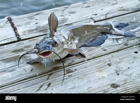 Baby Bullhead Catfish