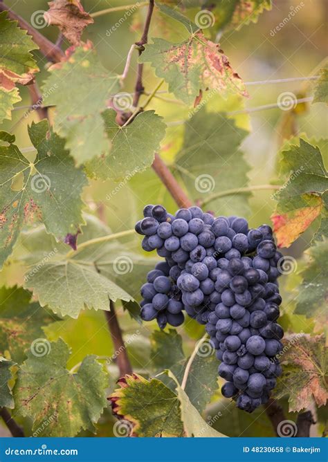 Tuscan bunch of grapes stock photo. Image of fruits, agriculture - 48230658