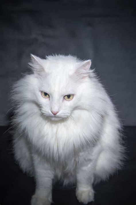 Fotos De Stock De Angora Branco Do Persa Da Ra A Do Gato Fotos De