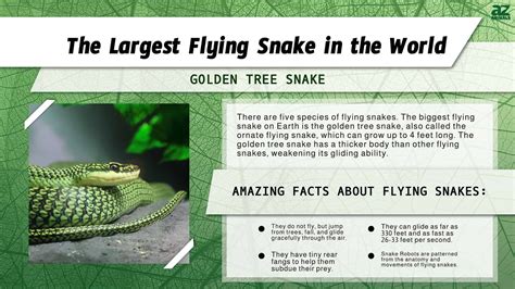 Discover the Largest Flying Snake in the World - A-Z Animals