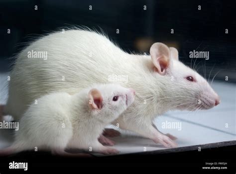 white (albino) rat with baby rat on open field board Stock Photo - Alamy