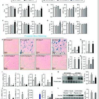 Marked Sex Differences In Iron Overload Cardiomyopathy Noninvasive