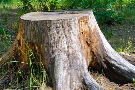 How To Remove Old Tree Stumps Methods Arbor Works