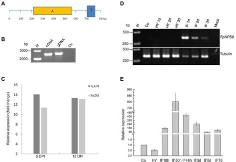 Identification Of The Fpnps Gene And Expression Profiles A The