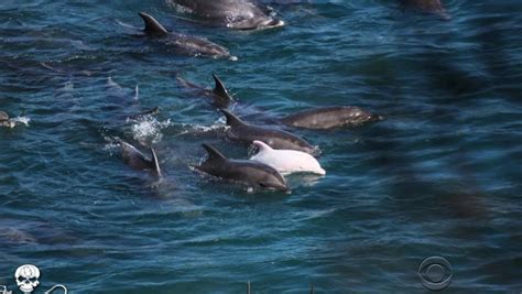 Japan defends "traditional" dolphin hunt after U.S. criticism - CBS News