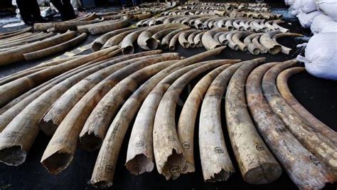 World Clamps Down On Illegal Wildlife Trade Southern And East African Tourism Update