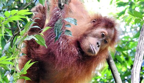 Bukit Lawang Orangutan Trek Wildlife And Birding