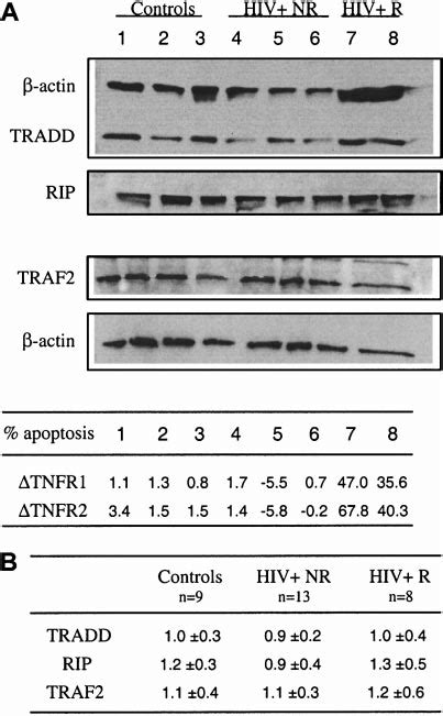 Constitutive Expression Of Rip Tradd And Traf In Blood T