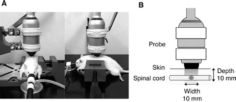 Figure From Low Energy Extracorporeal Shock Wave Therapy Promotes