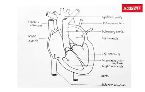 Human Heart Diagram With Labelling And Functions