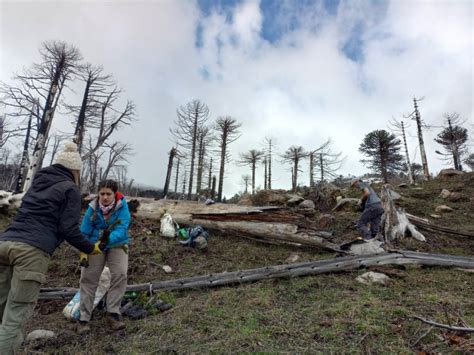 El Parque Nacional Lan N Contin A Reforestando El Bosque De Araucarias