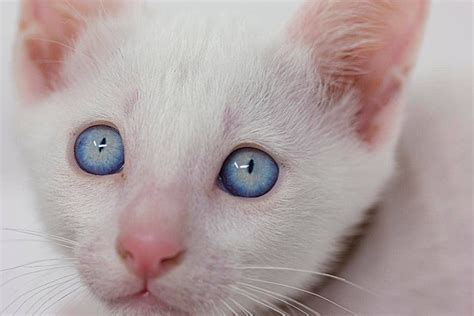 White Kittens With Blue Eyes On A White Background Photo And Picture