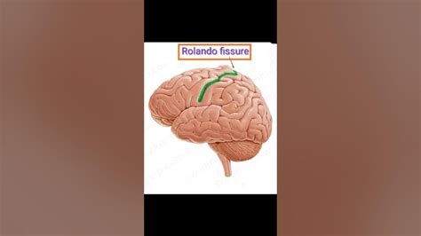 Fissure Of Rolando Youtube