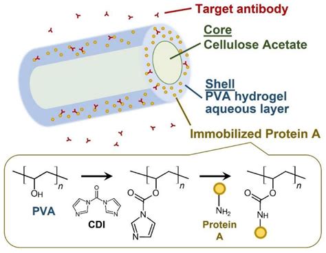 Ijms Free Full Text One Step Surface Immobilization Of Protein A On