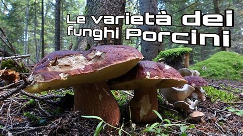 Le 4 varietà dei funghi PORCINI Quando e come trovarli YouTube