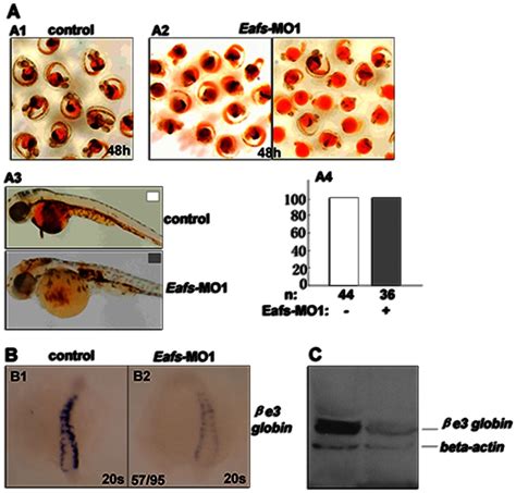 A Erythroid Defects In Eafs Morphants Were Detected By O Dianisidine