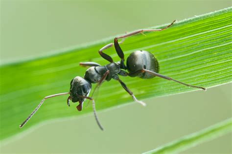 Formica Fusca Criar Hormigas