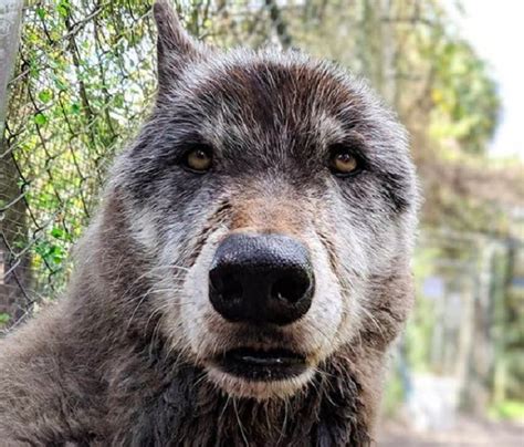 Yuki ce chien loup géant est devenu la mascotte de son refuge après