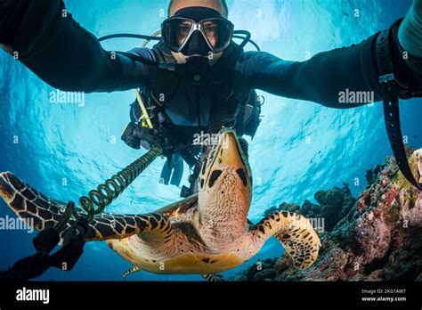 Photographer Scuba Diving A Long Side Swimming Hawksbill Sea Turtle