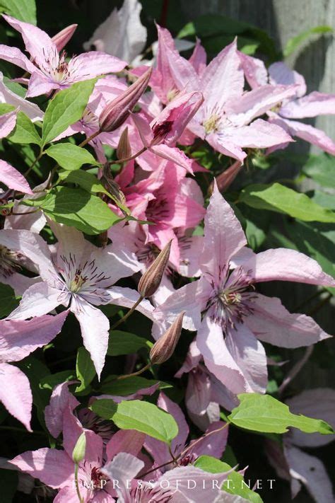 Why Your Clematis Is Not Blooming And How To Get Flowers Clematis