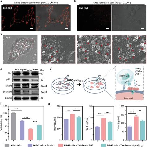 In Vivo Tumor Targeting Efficacy And Self‐assembly Behavior Of Bnb