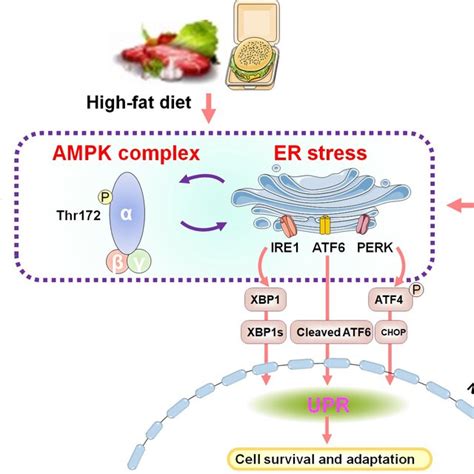 Bidirectional Crosstalk Between Ampk Signaling And Unfolded Protein