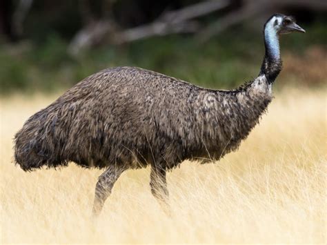 35 Amazing Emu Facts