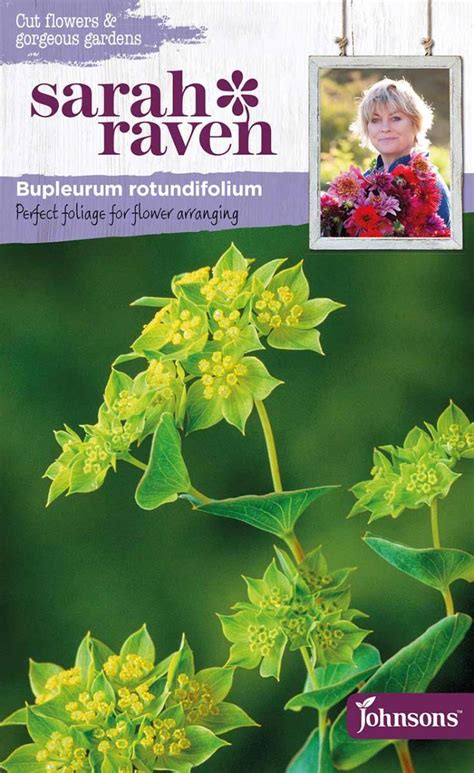 Blumensamen Bupleurum Rotundifolium Rundbl Ttriges Hasenohr Von