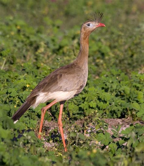 Flora Y Fauna Del Uruguay Ambiente Pradera Y Pastizales Y Las