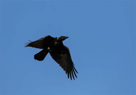 Corneille Noire Ao T Domaine Des Oiseaux Maz Res Jean