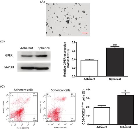 Mammosphere Induction In Mda Mb 468 Cells A Cell Morphology Of The