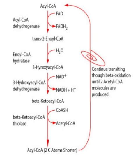 Beta Oxidation Pathway