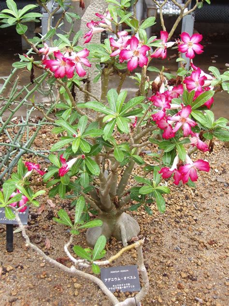 Adenium Desert Rose Dwarf Bottle Tree Elephant S Foot North