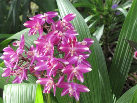 Ground Orchid Planting Guide