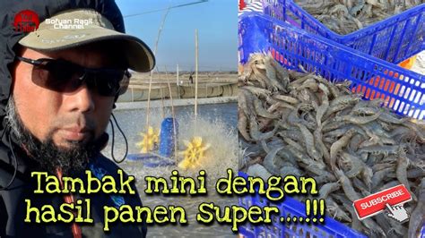 Tambak Mini Dengan Hasil Super Proses Tebar Benur Udang Vaname