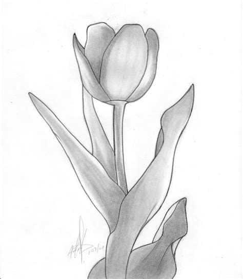 Flores Tulipanes Para Dibujar A Lapiz Imagui