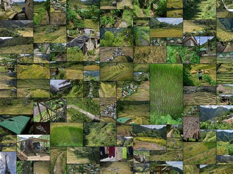 503 Photos Of Rice Terraces Asian Flippednormals