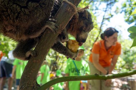 Expedición África en Verano la escuela de vacaciones de BIOPARC Valencia