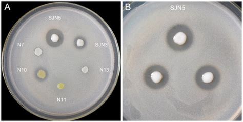 Full Article Characterization Of Diazotrophic Growth Promoting